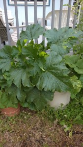 Yes - I did grow squash in pots last summer and they did fantastic! I had zucchini coming out my ears and butternut squash through January of this year. You just need to use really big pots.